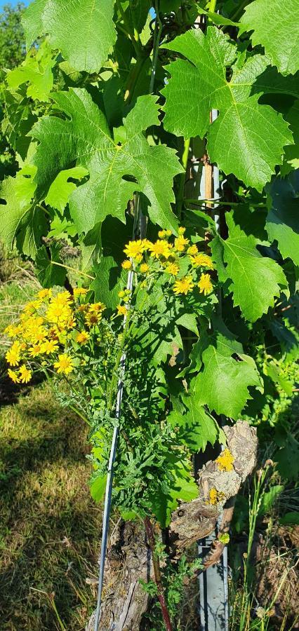 Weingut Will Und Wuerz Lemberger Apartamento Schwaigern Exterior foto